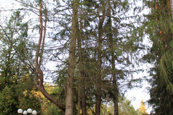 Сауна Green Ville Грин Вилль