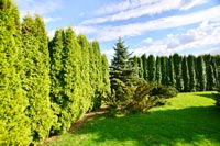 Беседка-банкетный зал Каминная